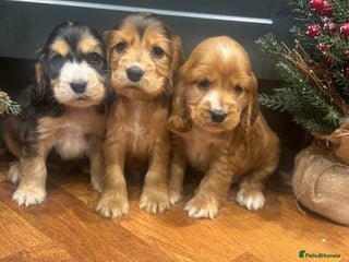 Cocker Spaniel dogs Gorgeous KC Show Cocker Spaniel Puppies - Advert 6