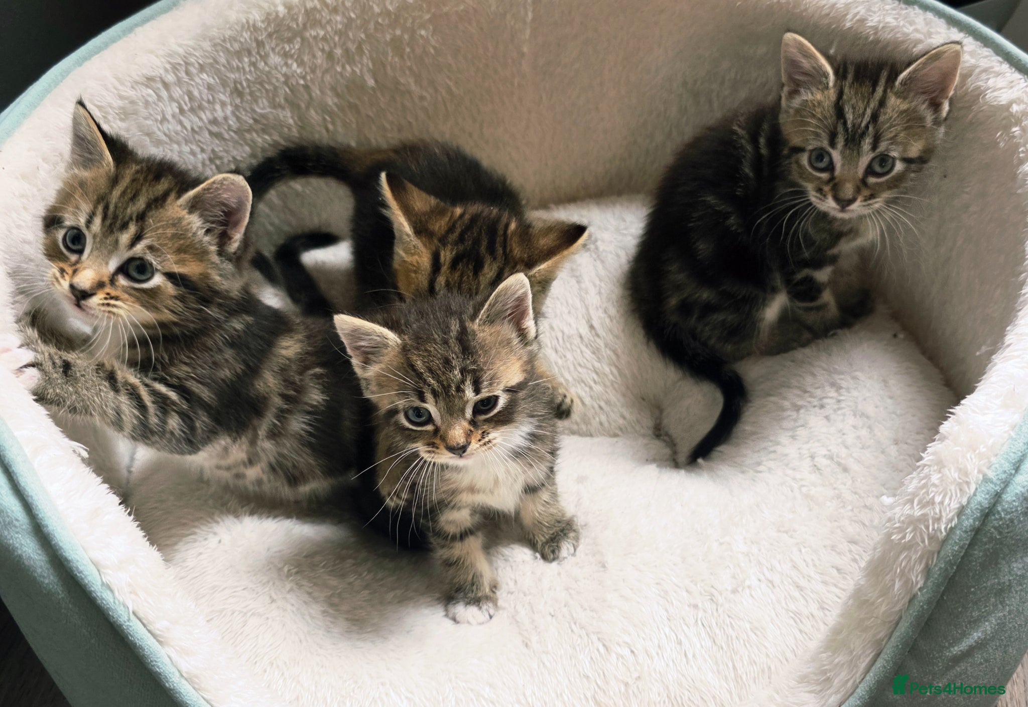 Mixed Breed cats for sale: Tabby kittens available 22nd of June - Advert 4
