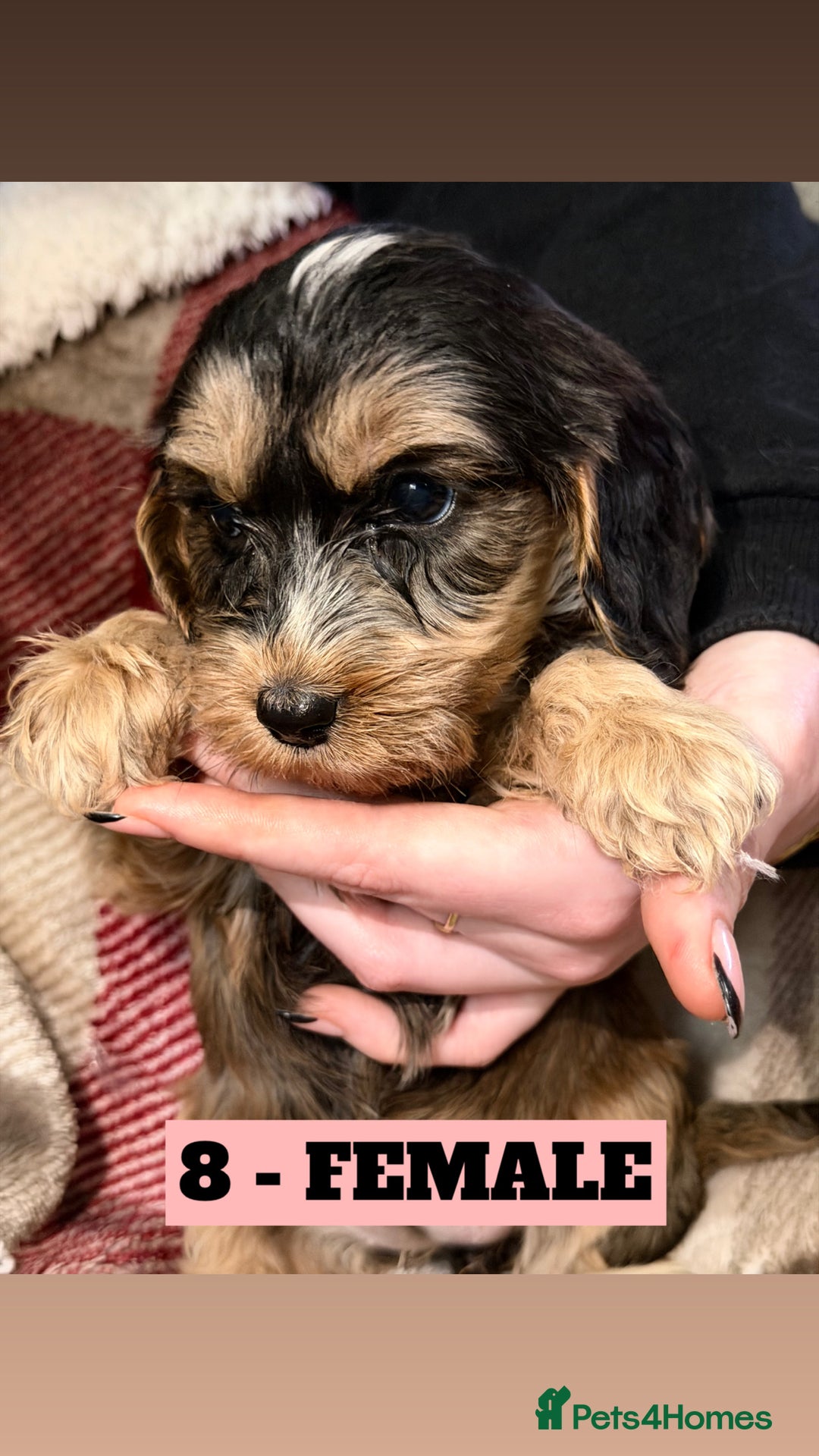 Cockapoo dogs for sale: BEAUTIFUL F2 COCKAPOO PUPPIES - 4 BOYS AND 4 GIRLS - Advert 26