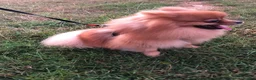 Pomeranian dogs for stud: Orange Pomeranian Stud  - Advert 8