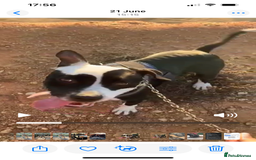 Mixed Breed dogs for adoption: ❤️ HERA the dog with a beautiful heart ❤️ - Image 27