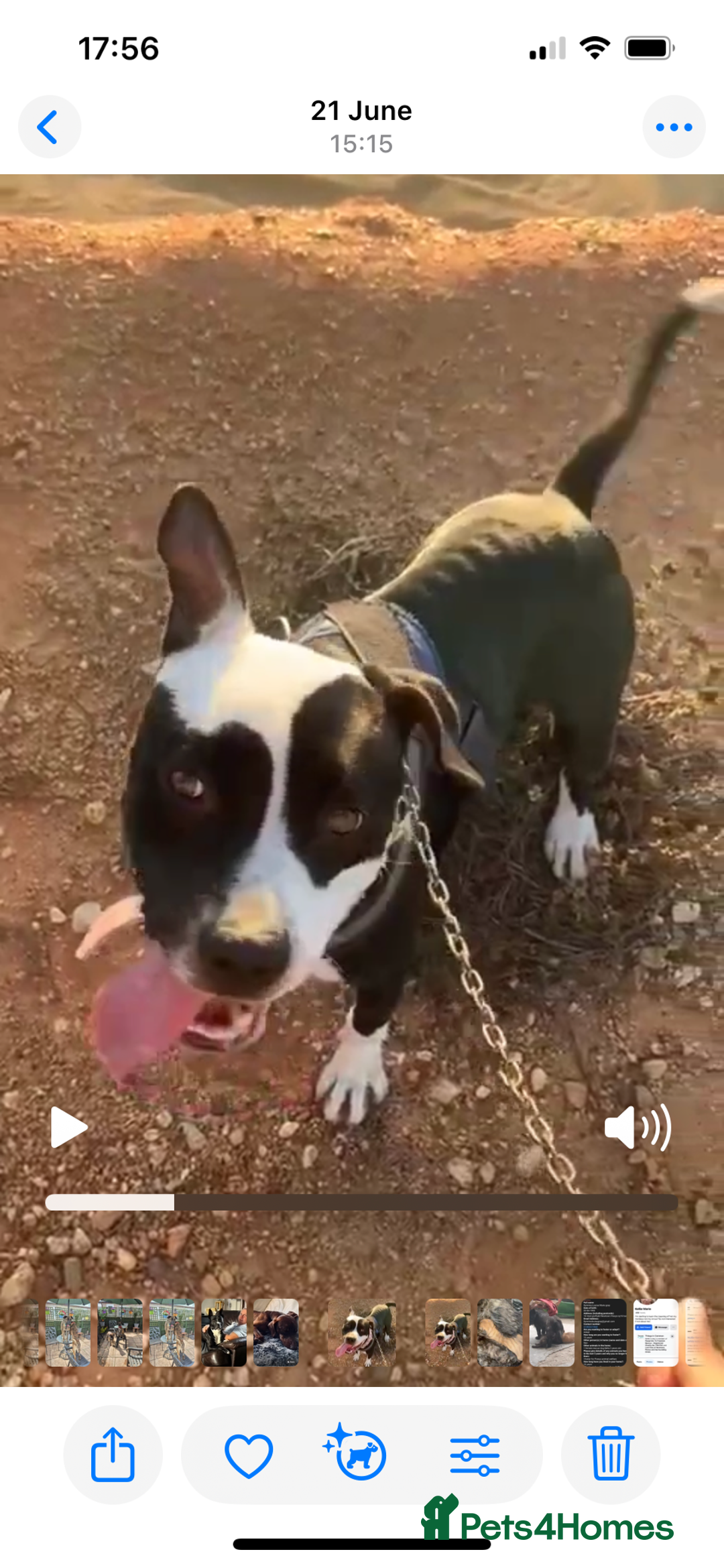 Mixed Breed dogs for adoption: ❤️ HERA the dog with a beautiful heart ❤️ - Advert 27