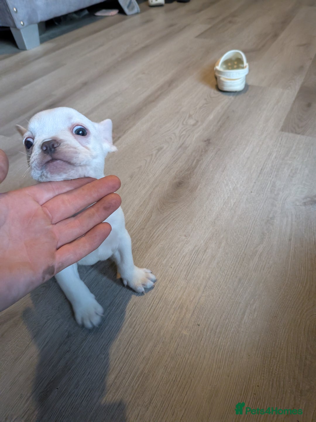 French Bulldog dogs for sale: French bulldog puppy's  - Image 5