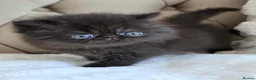 Persian cats for sale: Persian Kittens - Advert 27