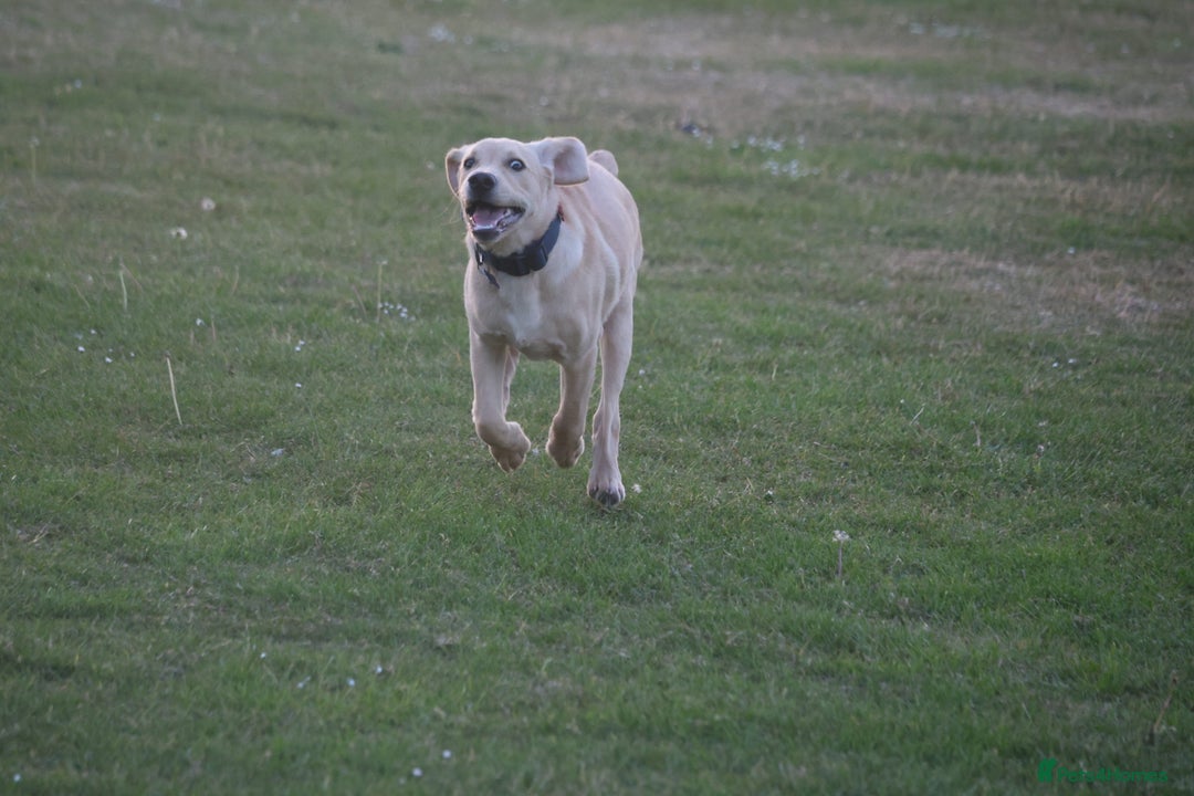 Labrador Retriever dogs for sale: Labrador retriever - Image 3
