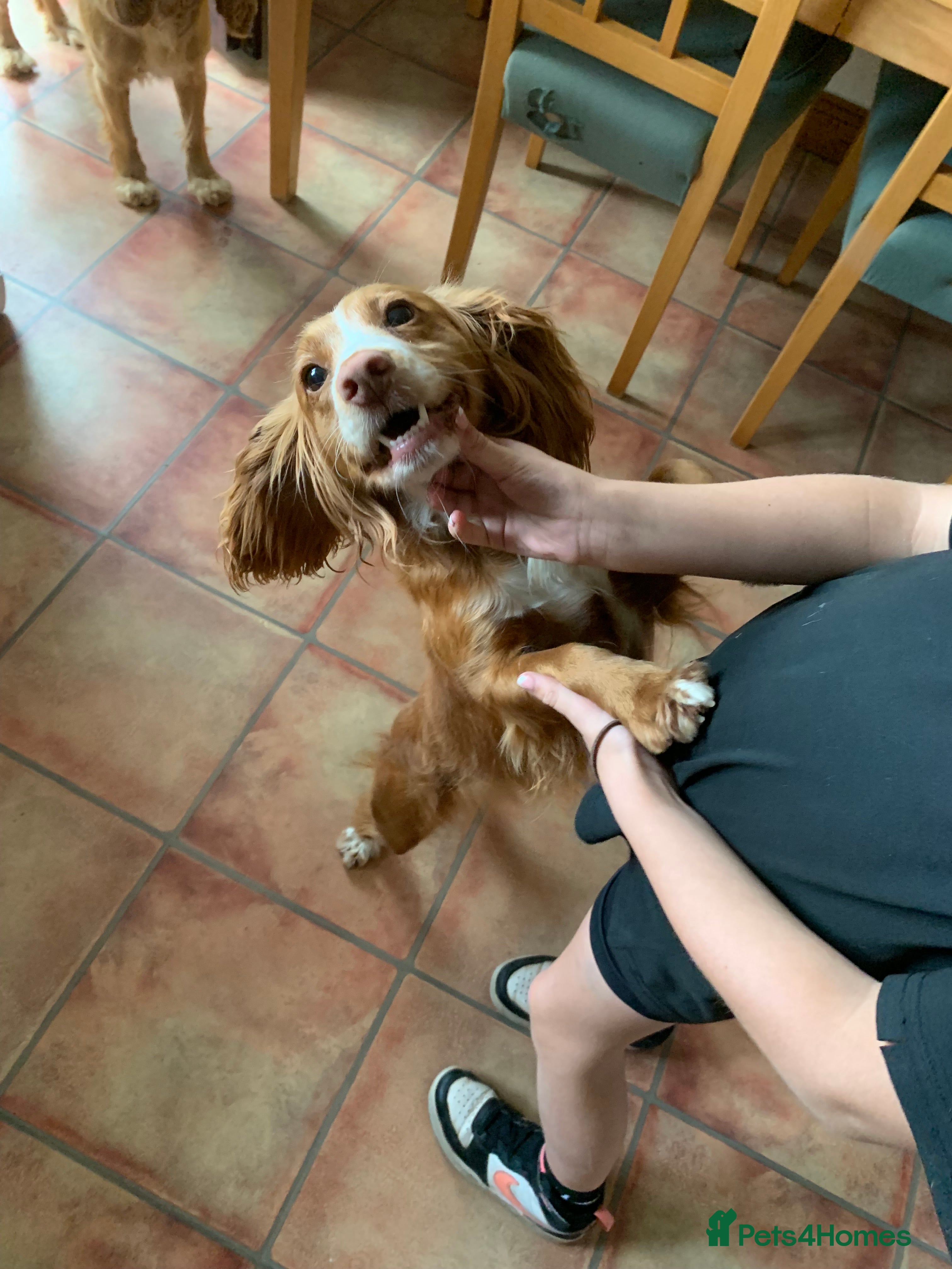 Cocker Spaniel dogs Working cocker spaniels  - Advert 14