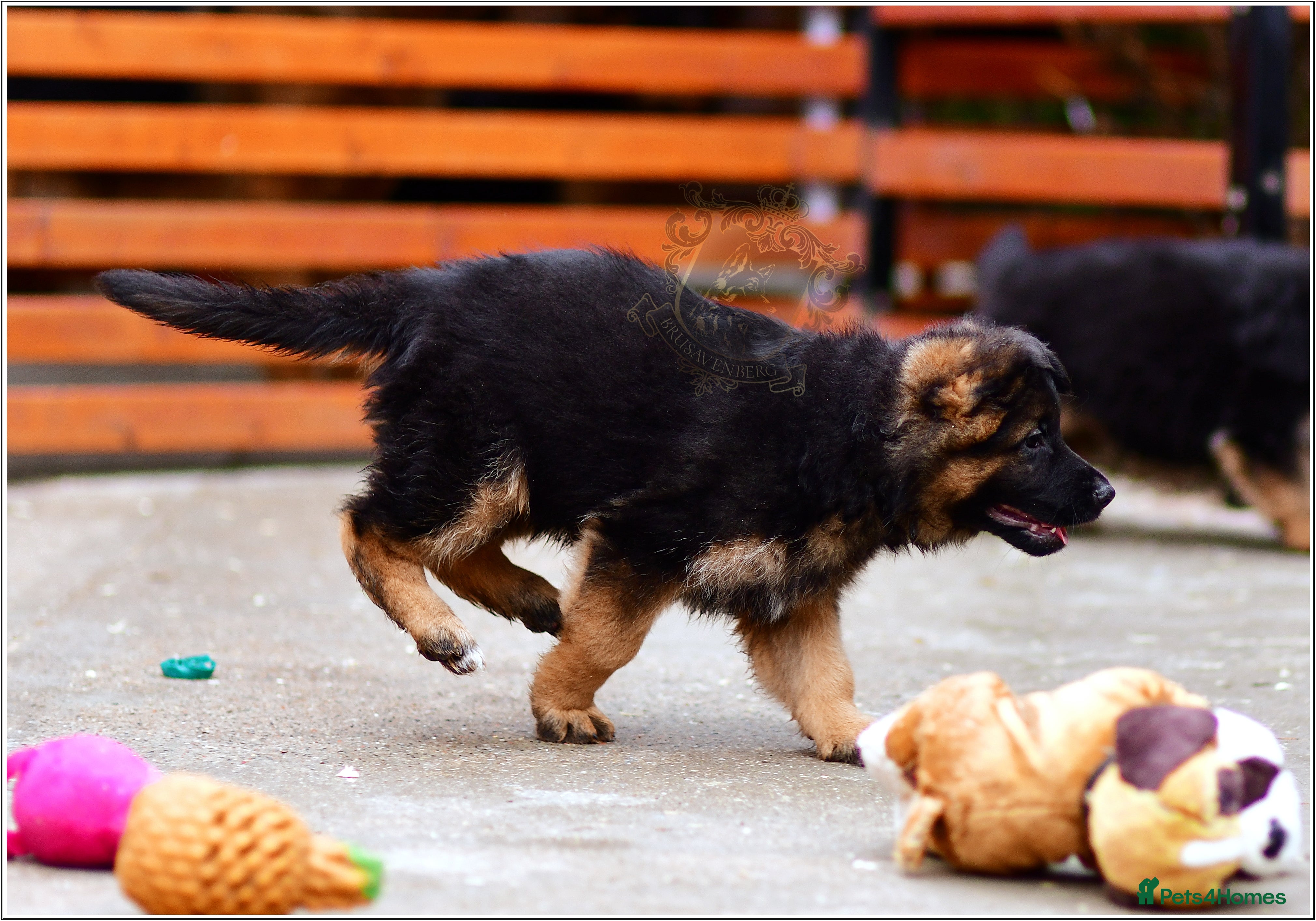 German Shepherd dogs LONGHAIRED GSD FEMALE PUPPIES - Advert 16