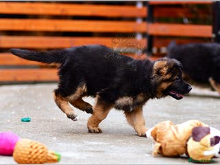 German Shepherd dogs LONGHAIRED GSD FEMALE PUPPIES - Advert 16