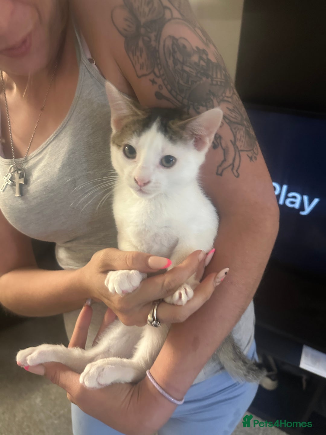 Mixed Breed cats for sale: ⭐️⭐️ 2 Males & 1 female mixed breed Kittens!!⭐️⭐️ - Image 7