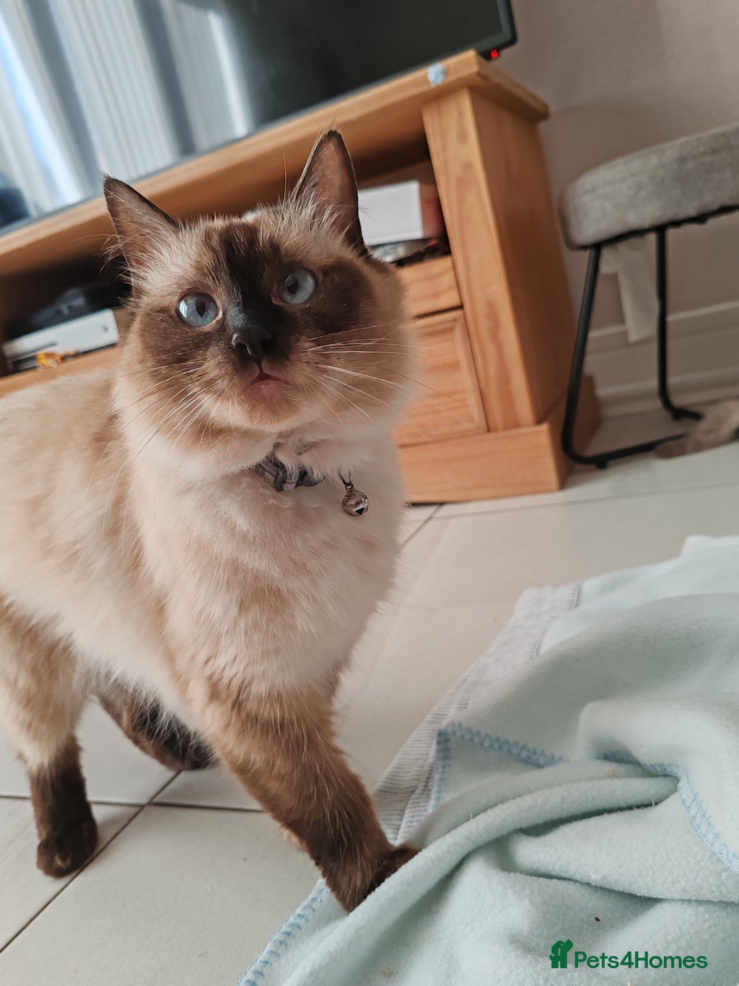 Ragdoll cats for sale: LAST REMAINING RAGDOLL - Female - ready now in Mexborough - Image 4