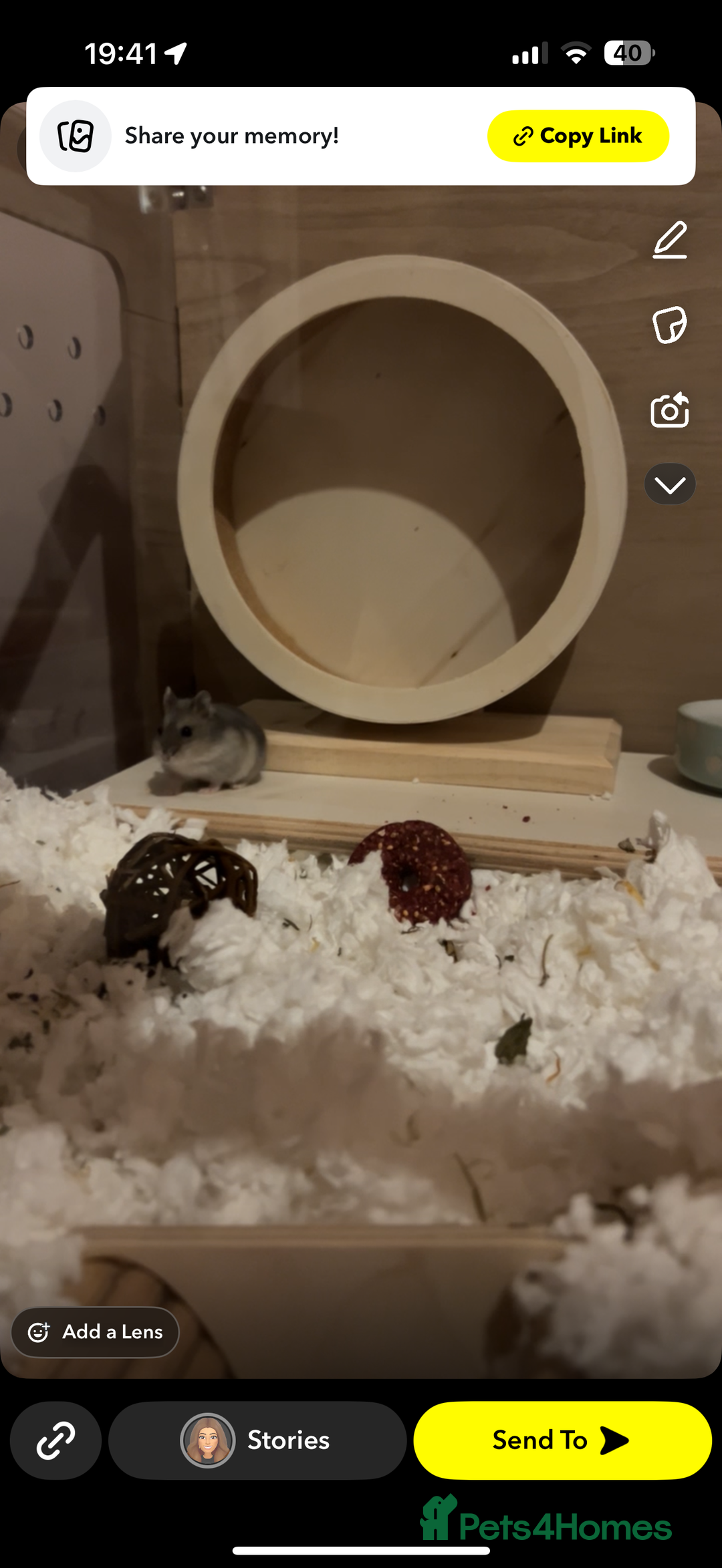 Hamster rodents for sale: Dwarf Hamster needing new home - Image 2