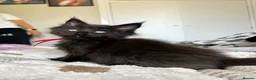 Maine Coon cats for sale: Beautiful polydactyl Maine coon kittens  - Advert 12