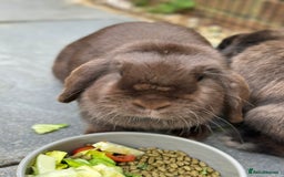 Mini Lop rabbits for sale: PLEASE READ 🐰 male and female (both neutered) in Leicester - Image 5