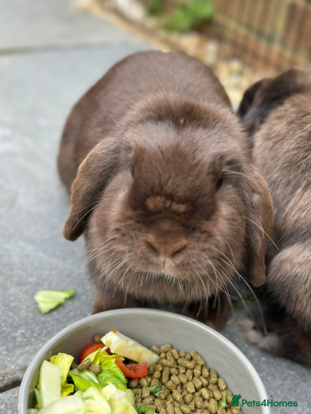 Mini Lop rabbits for sale: PLEASE READ 🐰 male and female (both neutered) in Leicester - Image 5