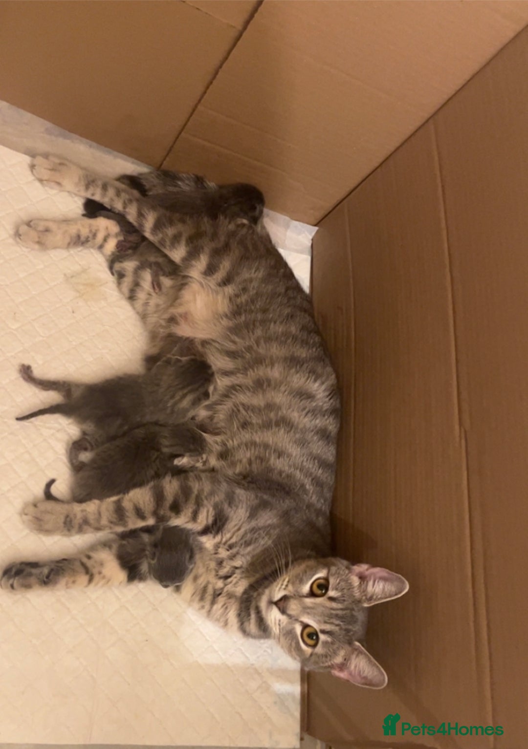 British Shorthair cats for sale: Stunning British short hair 4 sale  - Image 9