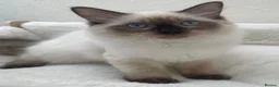 Ragdoll cats for sale: 🏆 GCCF CHAMP PEDIGREE RAGDOLL KITTENS  - Advert 8
