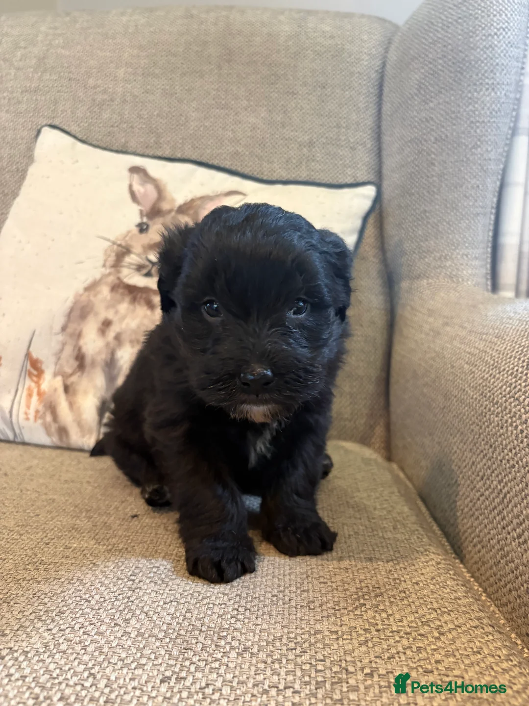 Bordoodle dogs for sale: Borderdoodle Puppies - Advert 6