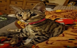 Bengal cats for sale: Female bengal  - Image 2