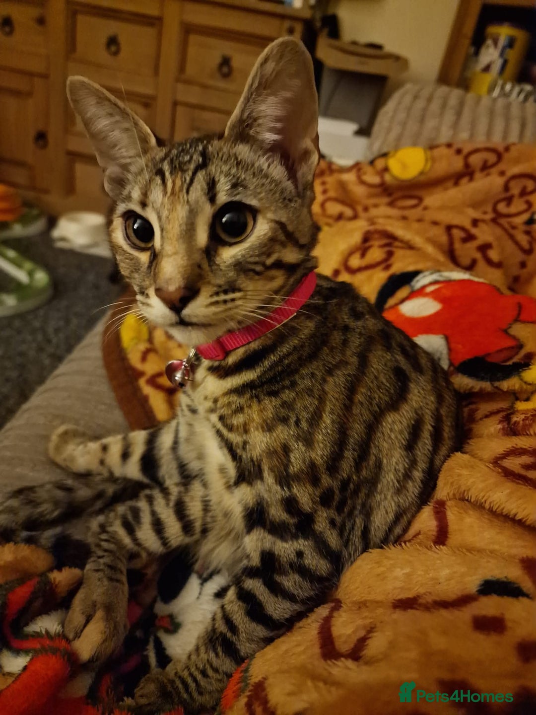 Bengal cats for sale: Female bengal  - Image 2