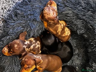 Miniature Dachshund dogs KC PRA CLEAR miniature Dachshund ‘s - Advert 11