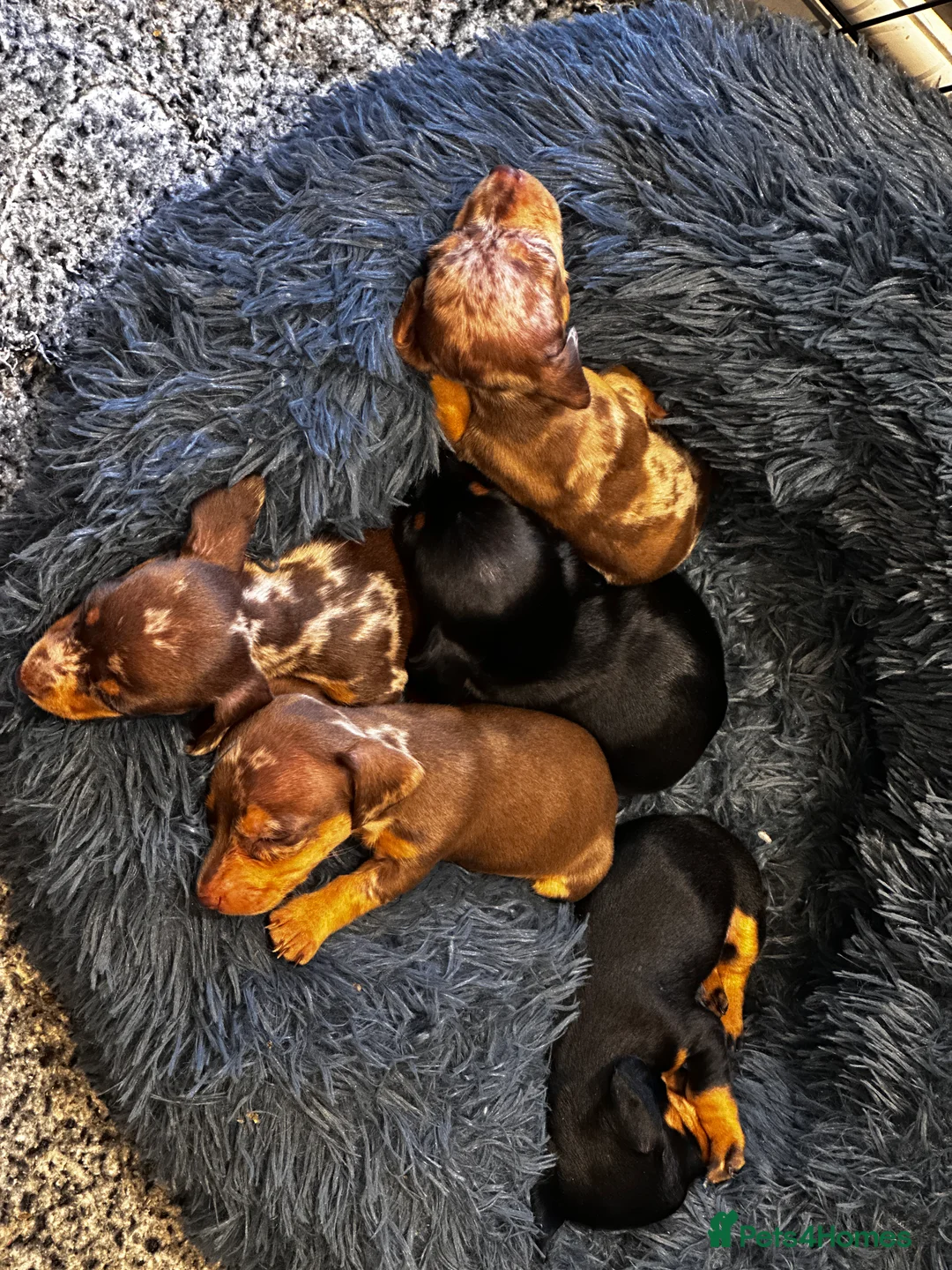 Miniature Dachshund dogs for sale: KC PRA CLEAR  miniature  Dachshund ‘s  - Advert 1