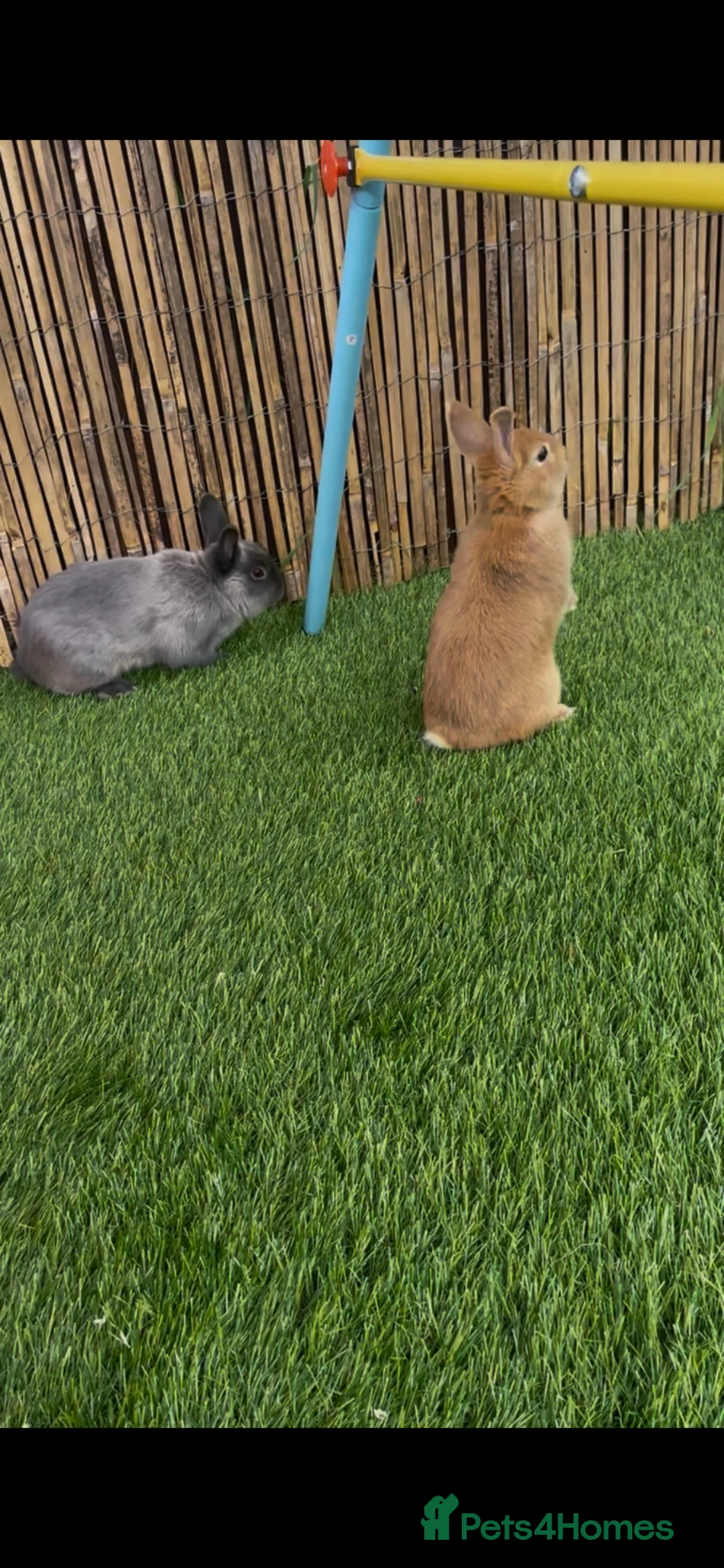 Mixed Breed rabbits for sale: Bambi & thumper  in Southampton - Advert 2