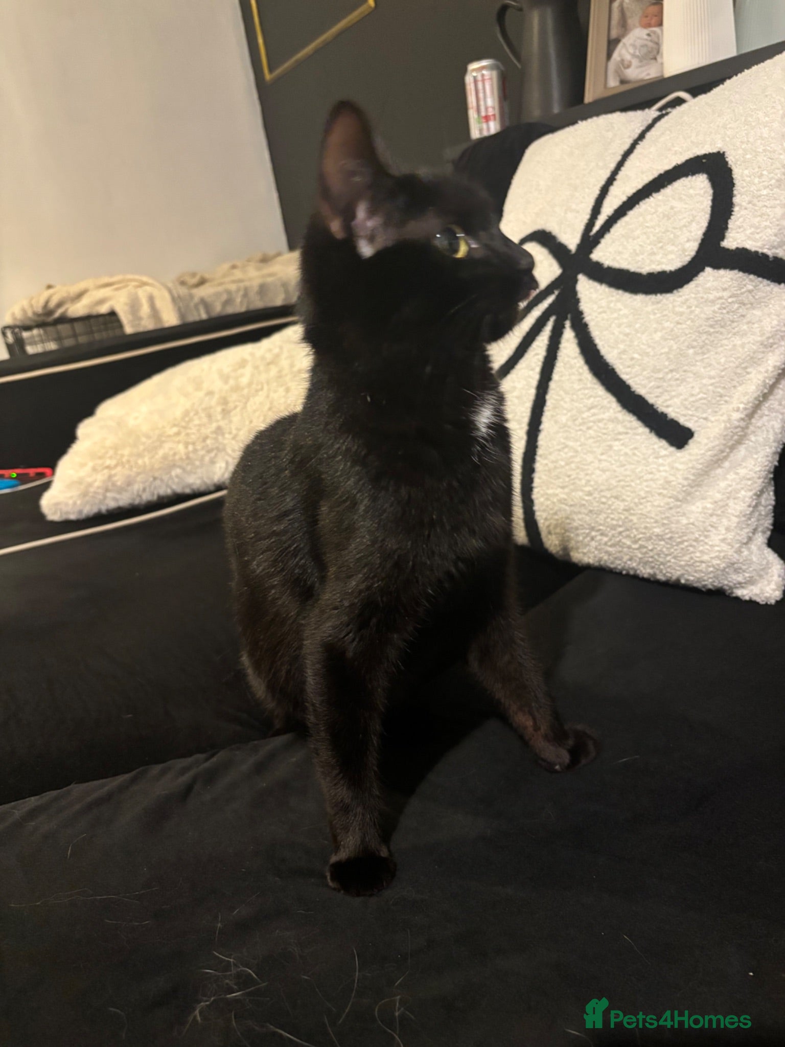 Mixed Breed cats Female cat - Advert 4