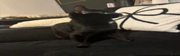 Mixed Breed cats for sale: Female cat - Advert 1
