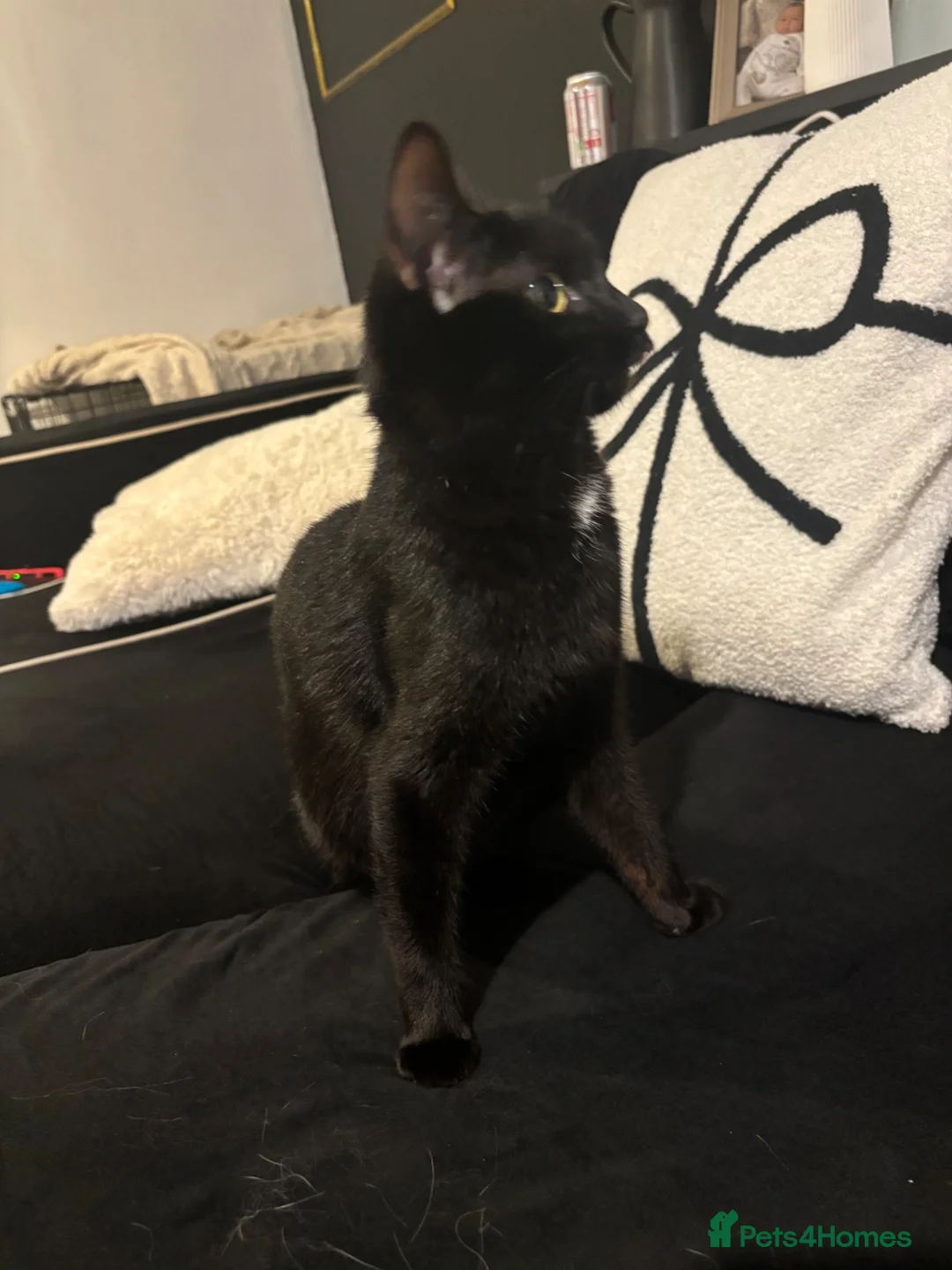Mixed Breed cats for sale: Female cat - Advert 1