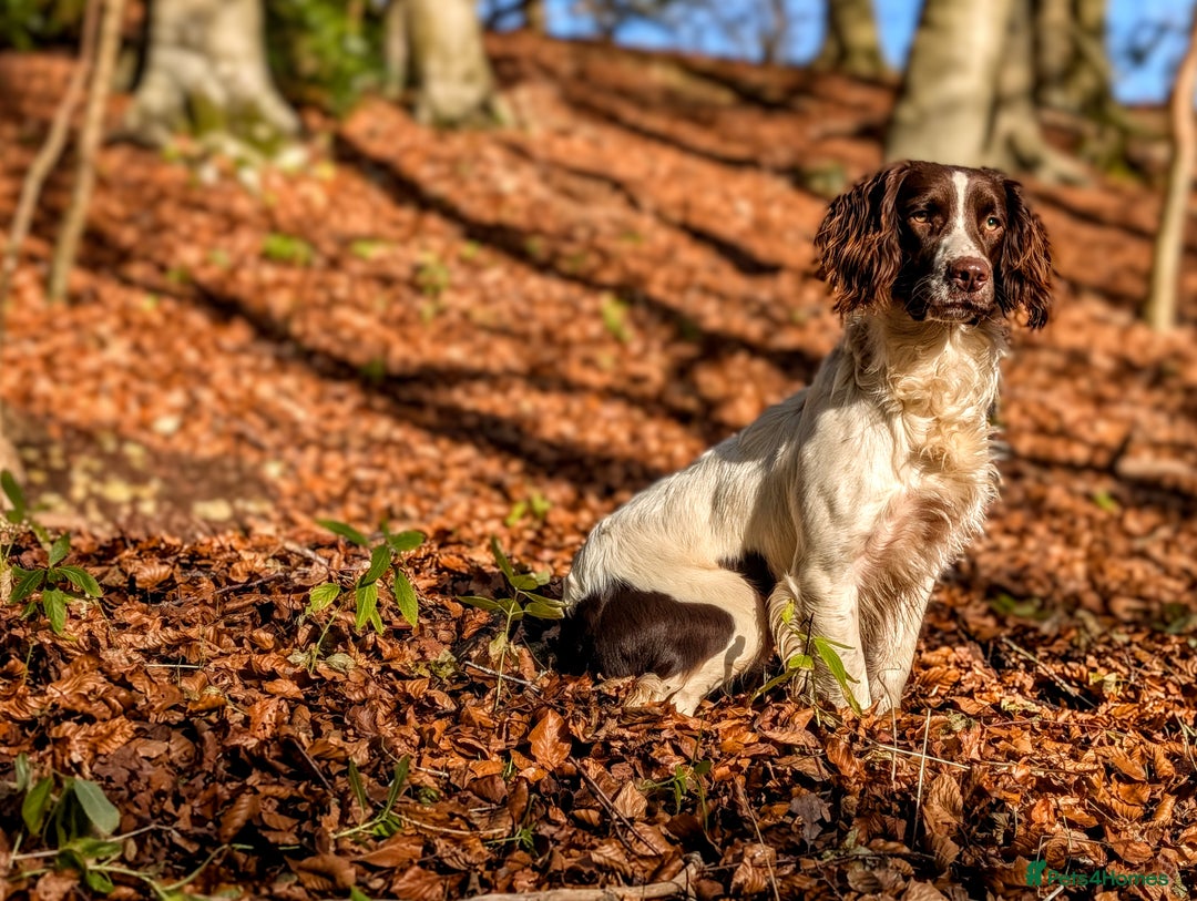 English Springer Spaniel dogs for sale: Kind, gentle and obedient KC registered Springer - Advert 8