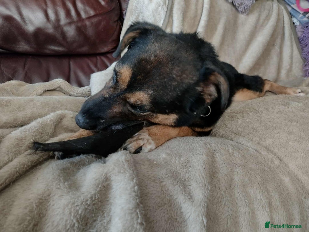 Mixed Breed dogs for adoption: Bumble for adoption - Advert 10