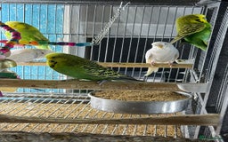 Parrots birds for sale: Parrot for sale Glasgow  - Image 13