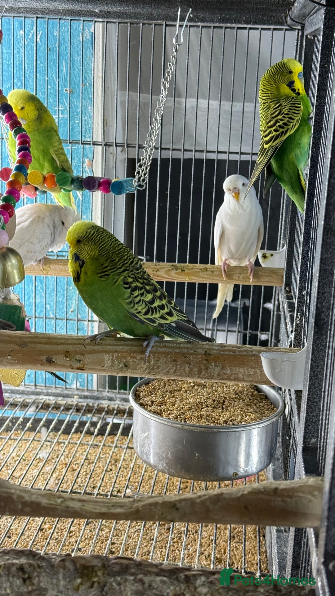 Parrots birds for sale: Parrot for sale Glasgow  - Image 13