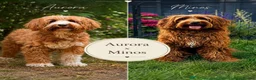 Australian Labradoodle dogs for sale: ⭐WALA Australian Labradoodles last puppy 🐶1️⃣ ⭐ - Advert 3