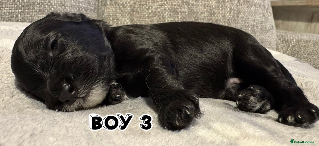 Cavapoo dogs for sale: F2 Toy Cavapoo puppies - Advert 9