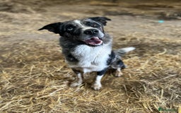 Border Collie dogs for stud: Tuc for Stud in Moffat - Image 7