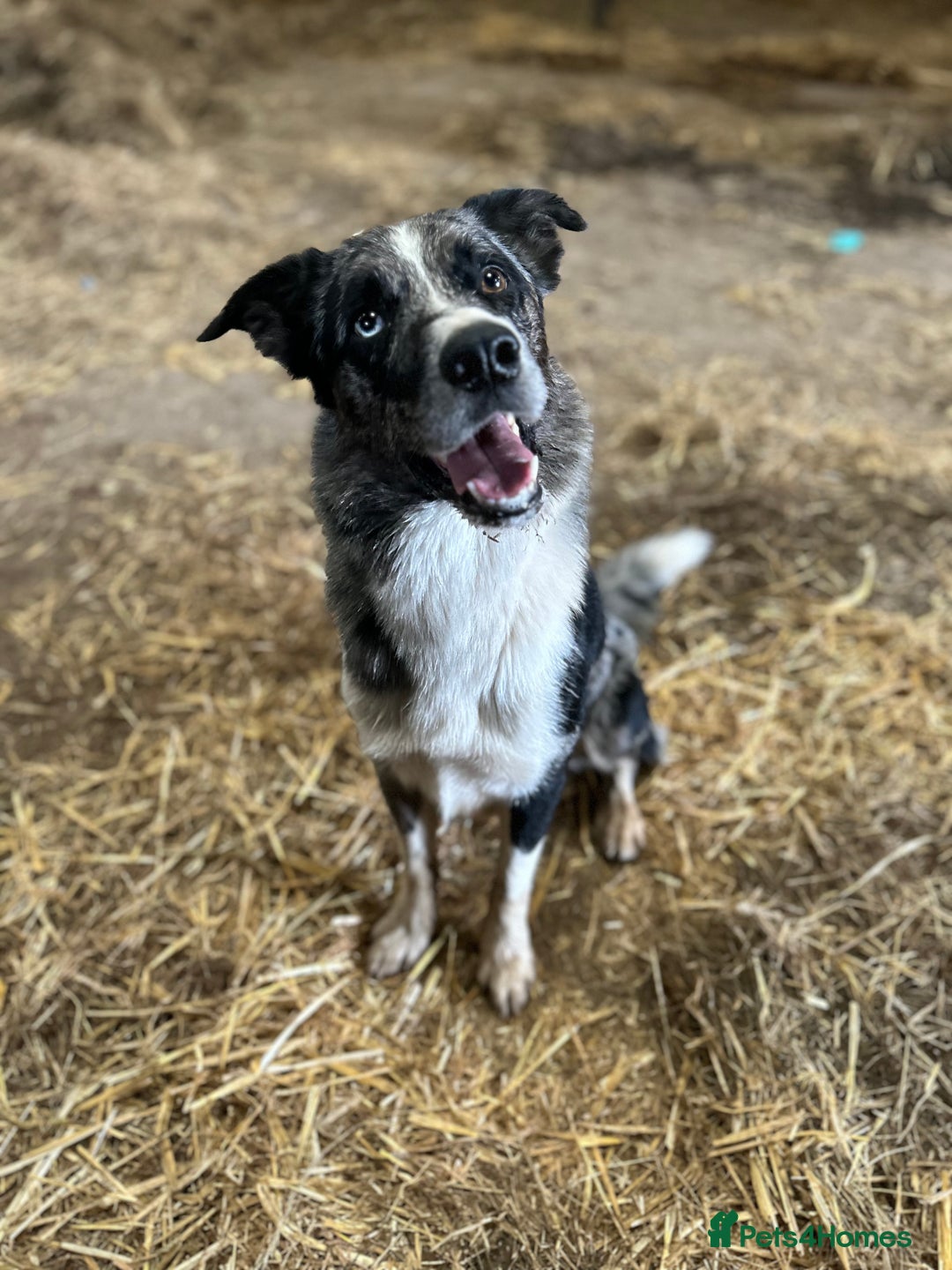 Border Collie dogs for stud: Tuc for Stud in Moffat - Image 7