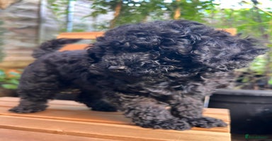 Toy Poodle dogs Toy Poodle (1boy & 1girl left to find their home) - Advert 8