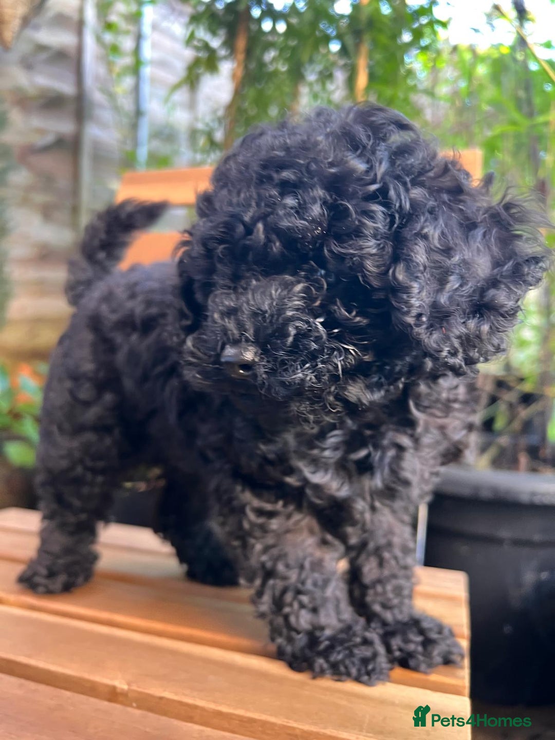 Toy Poodle dogs for sale: Toy Poodle (1 boy left to find their home) - Advert 35