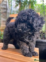 Toy Poodle dogs Toy Poodle (1boy & 1girl left to find their home) - Advert 6