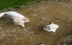 Labradoodle dogs for sale: Miniature labradoodle puppy girl  - Image 4