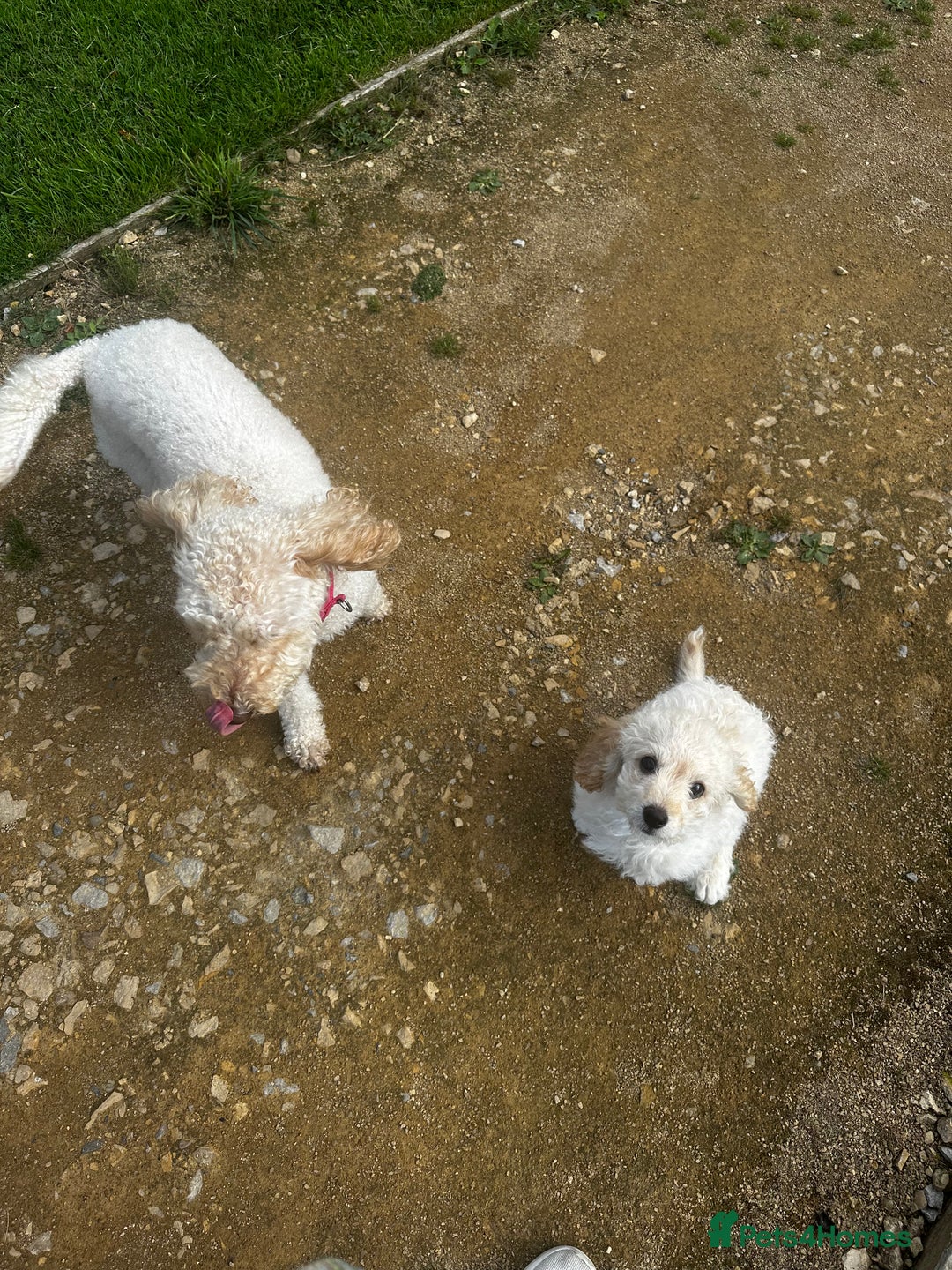 Labradoodle dogs for sale: Miniature labradoodle puppy girl  - Image 4