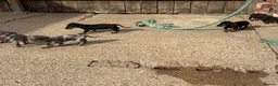 Miniature Dachshund dogs for sale: Miniature dachshunds - Advert 16