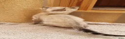 Bengal cats for sale: TICA Purebred rosetted Bengal Kittens - Advert 16