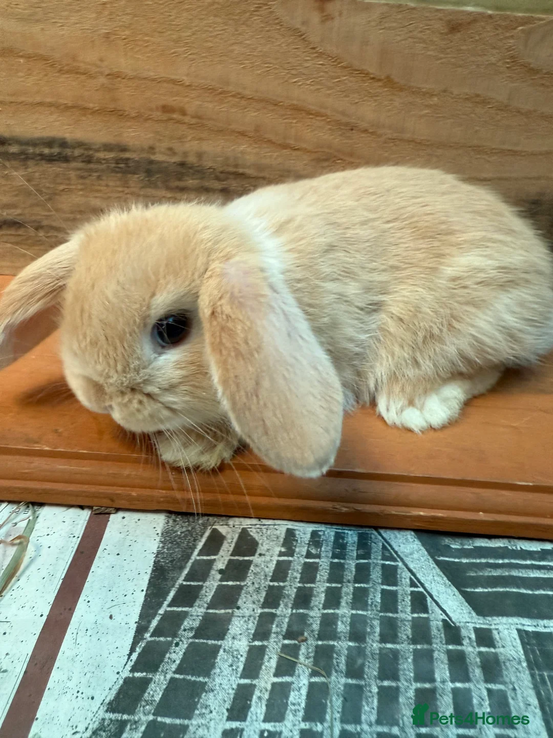 Mini Lop rabbits for sale: BEAUTIFUL MINI LOP BUNNIES - PEDIGREE  - Advert 33