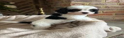 Cavapoo dogs for sale: Adorable Cavapoo puppies  - Advert 19
