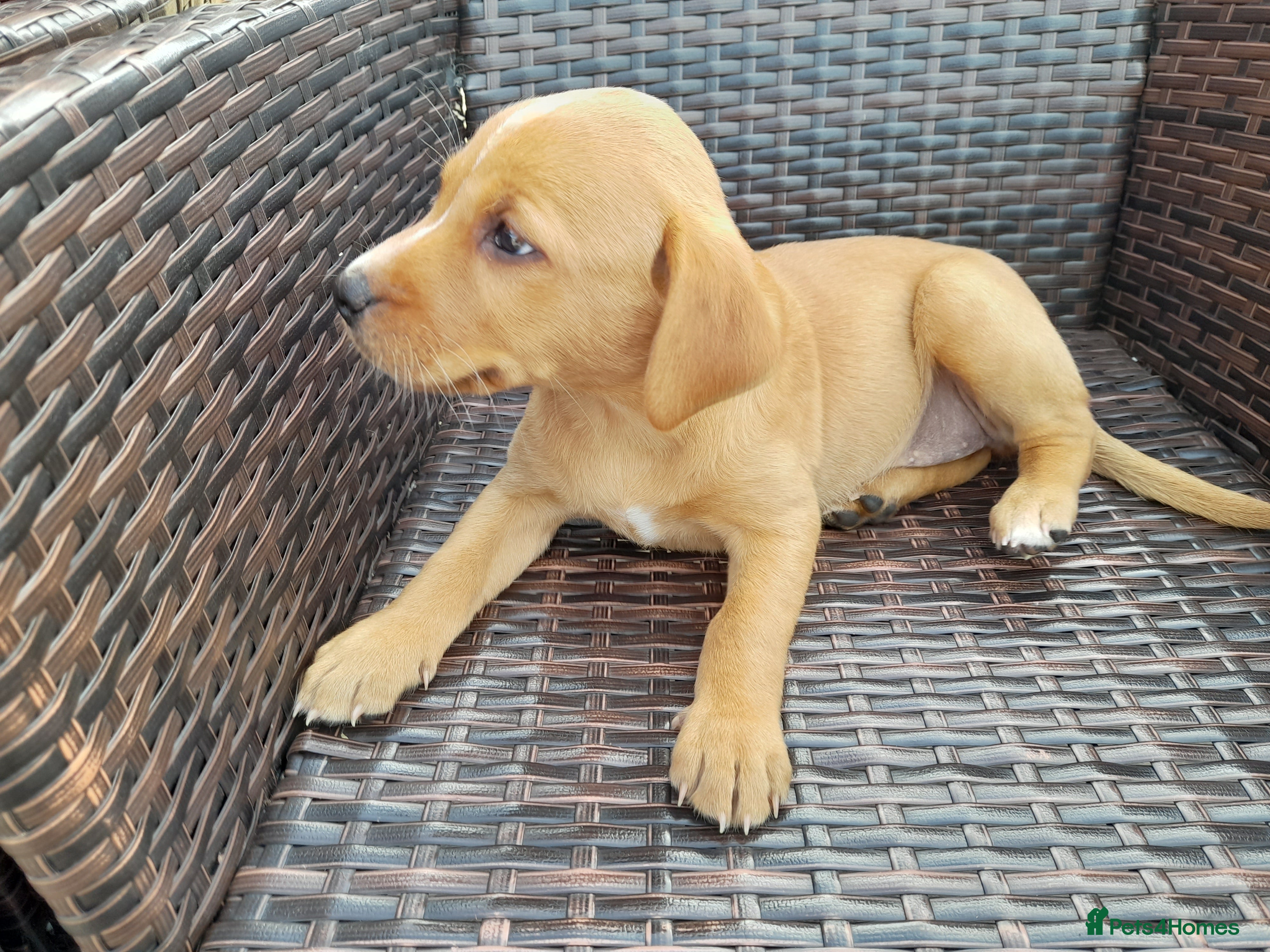 Labrador Retriever dogs for sale: Fox Red Labrador Puppies ready 05.06.26 - Advert 7