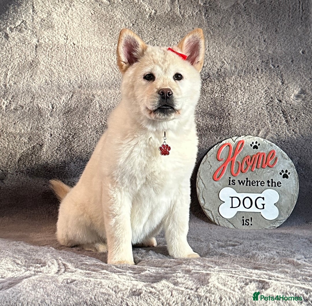 Mixed Breed dogs for sale: Stunning chowsky puppies for sale  - Image 12