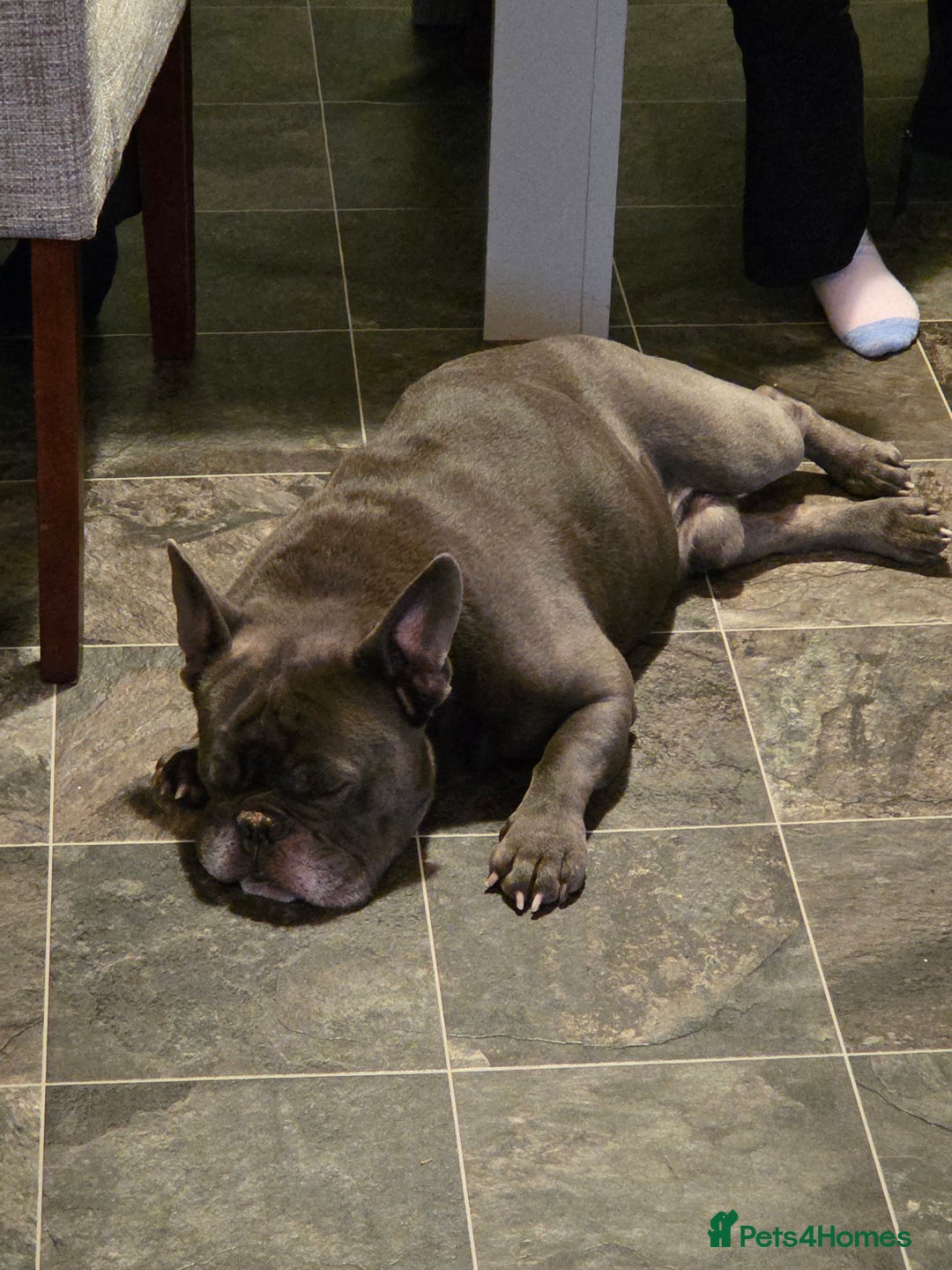 Mixed Breed dogs for sale: Hugo 5yr old bulldog - Advert 4