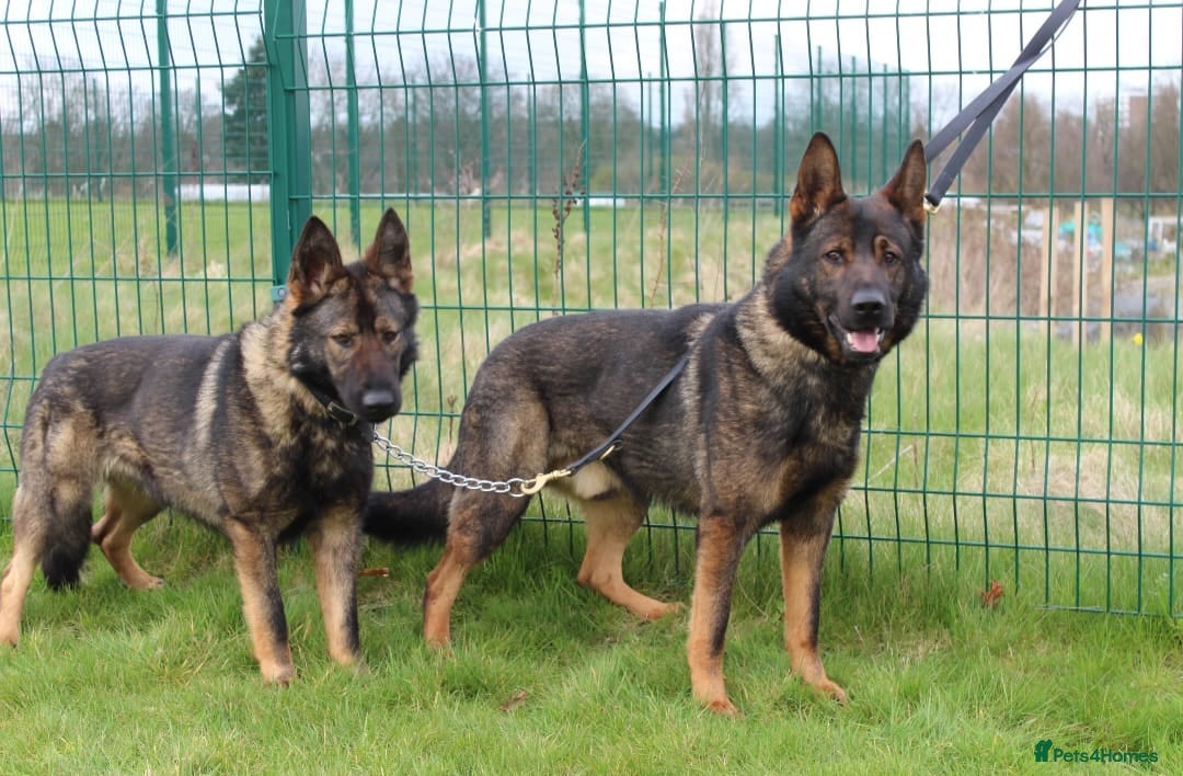German Shepherd dogs for sale: TOP Quality German shepherd puppies  - Image 13